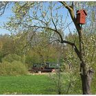 Die „Kleene“ mitten im Frühling