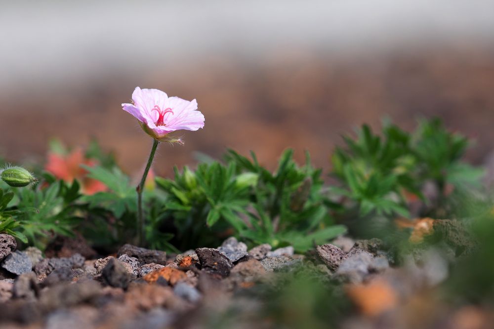 DIE KLEINE Foto & Bild | blumen, motive, natur Bilder auf fotocommunity