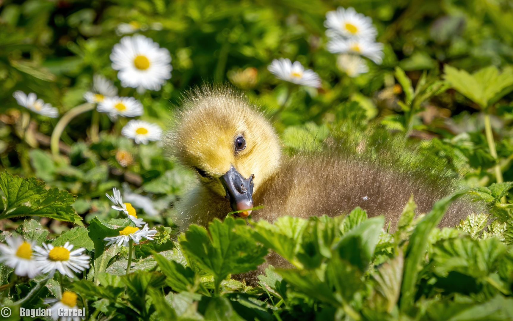 die kleine..