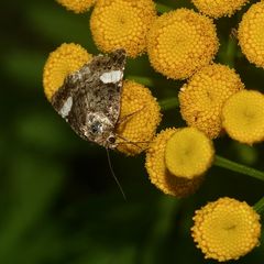 Die kleine Ackerwinden-Trauereule (Tyta luctuosa) ... 