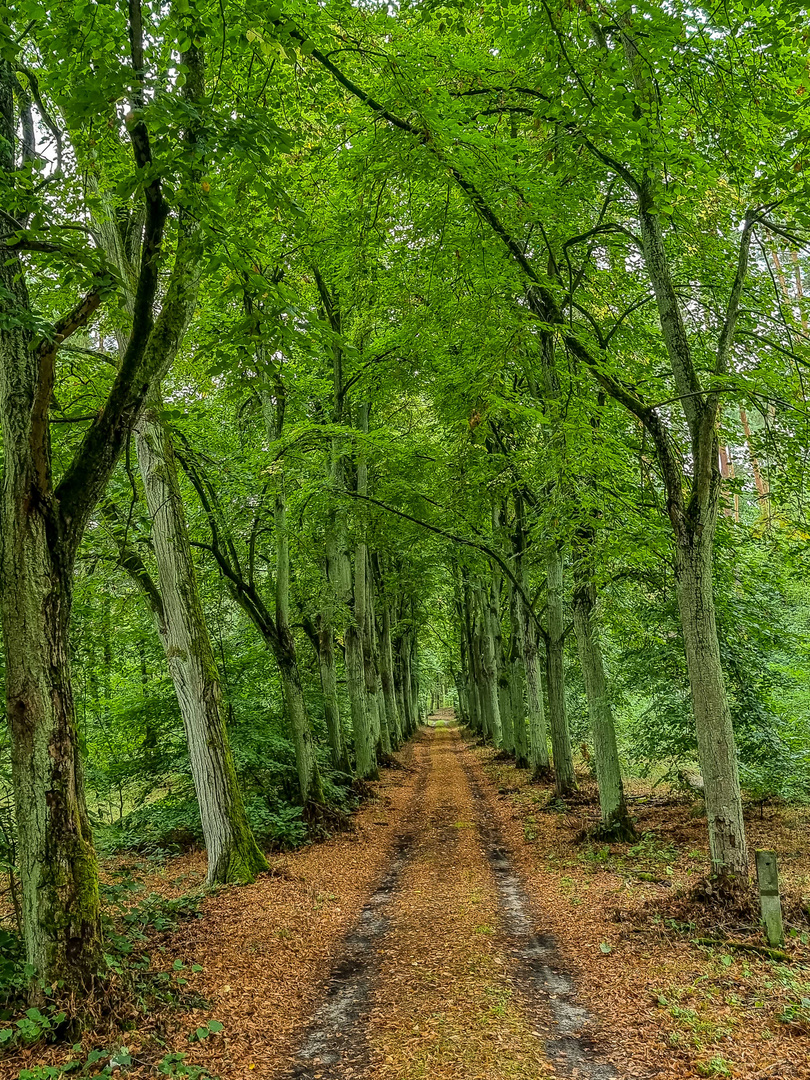 Die kleine Allee mitten im Wald