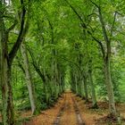 Die kleine Allee mitten im Wald