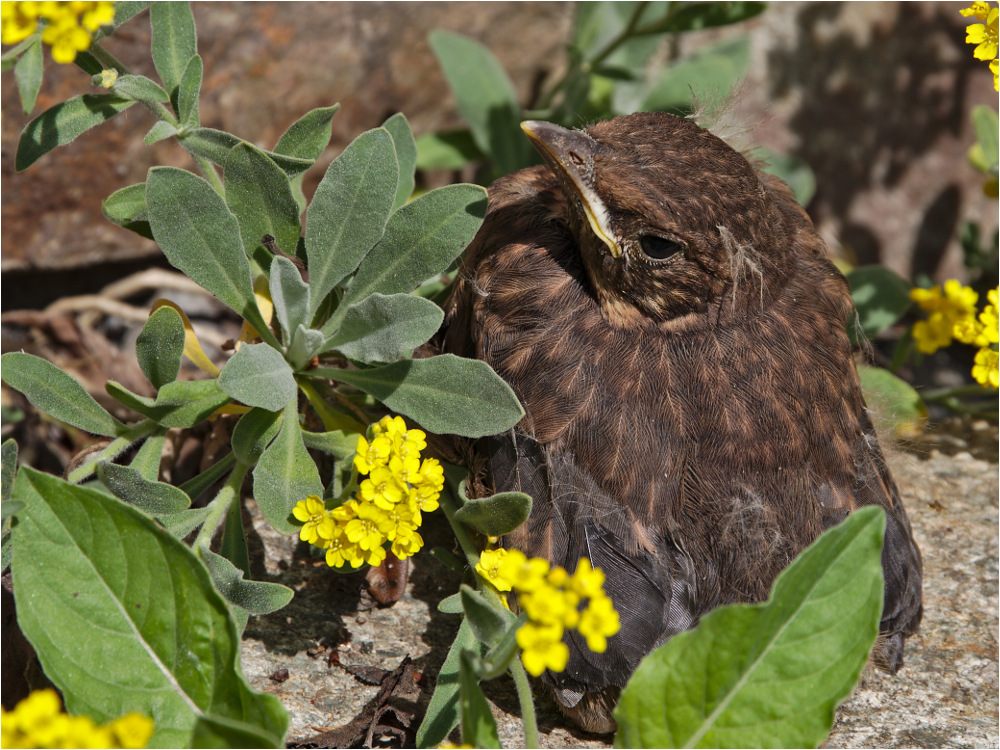 Die kleine Amsel