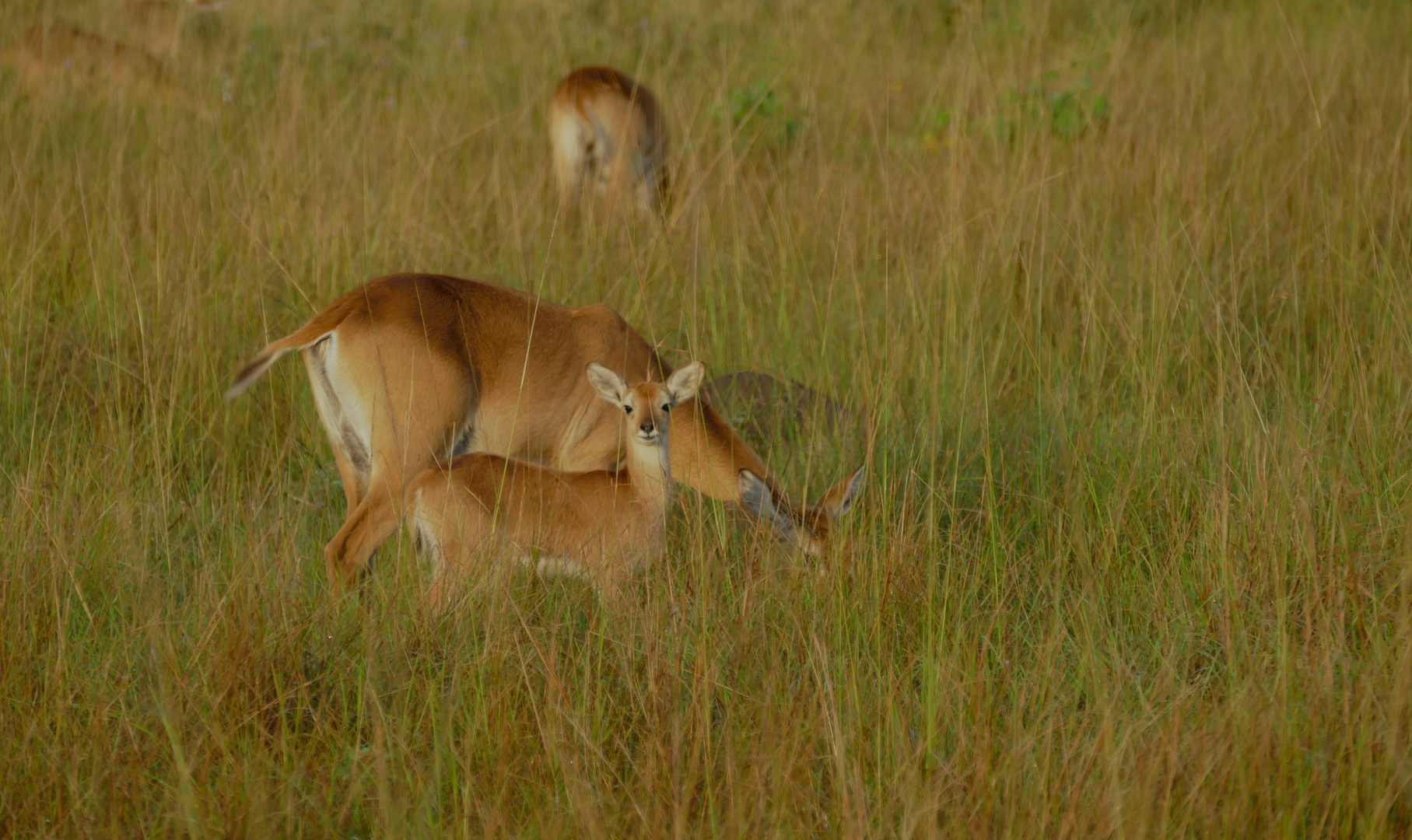 die kleine Antilope