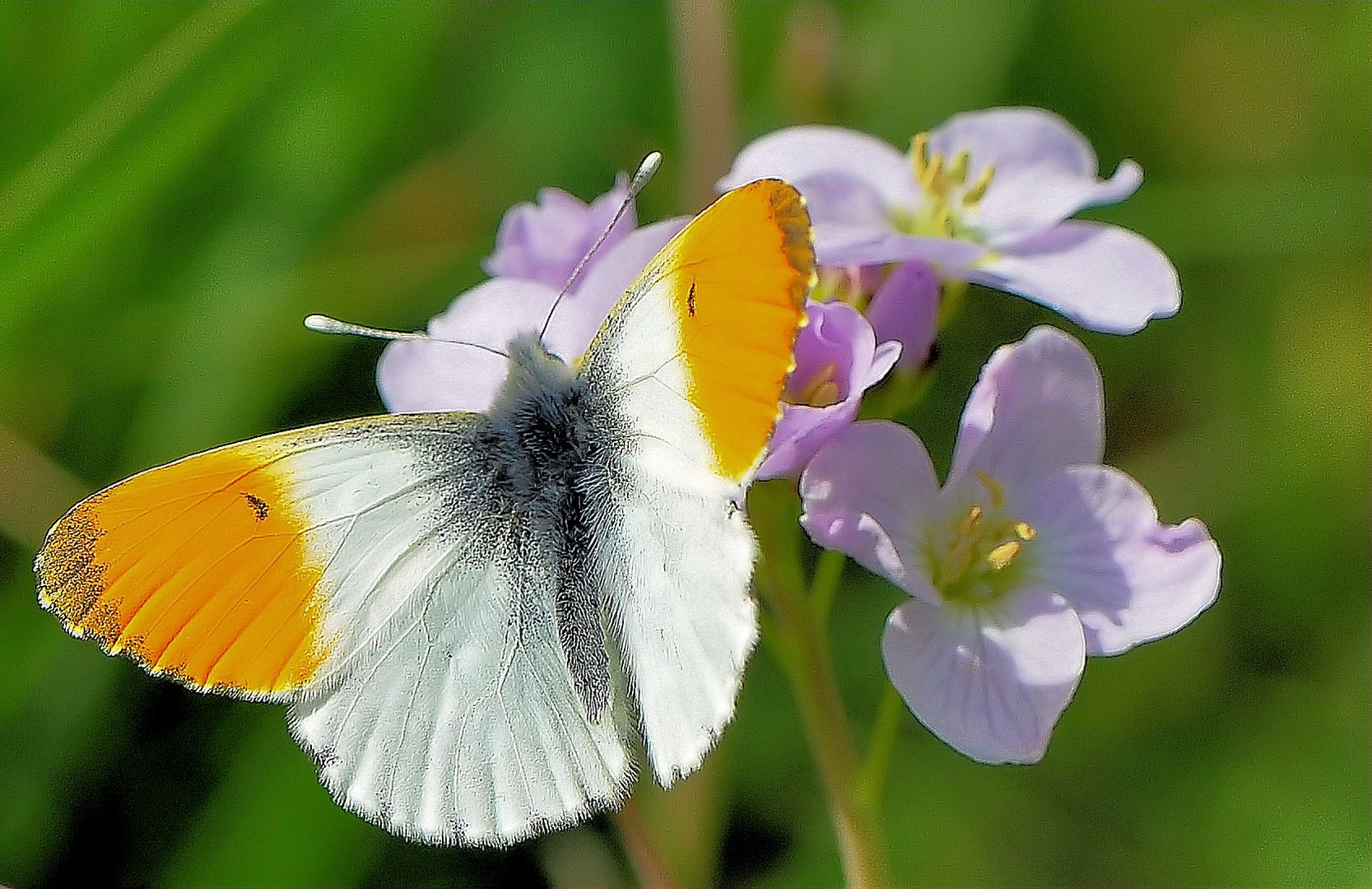 Die kleine Aurora`s fliegen