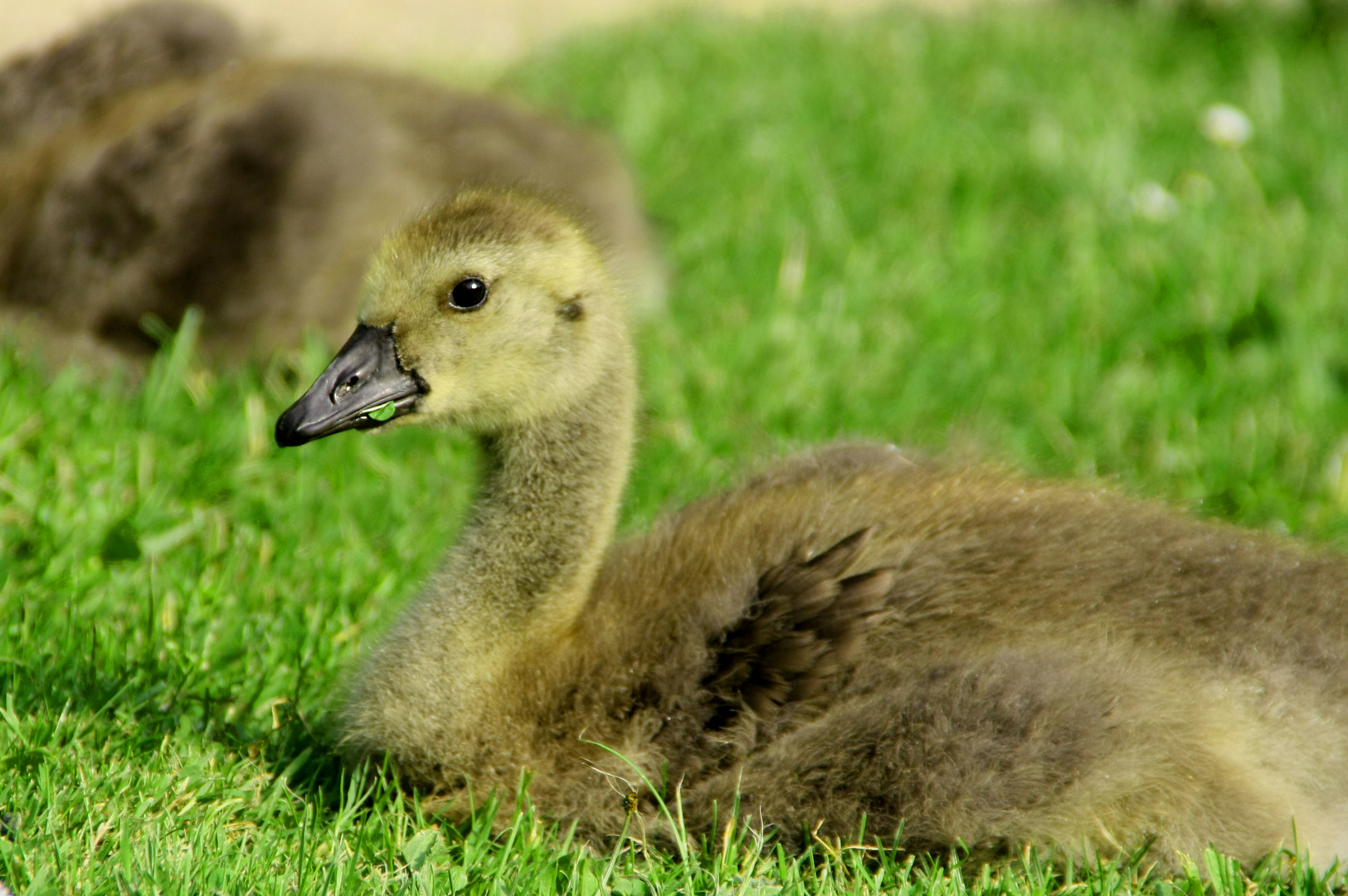 Die kleine Babygans