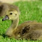 Die kleine Babygans