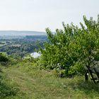 Die kleine Bank unter dem kleinen Pfirsichbaum