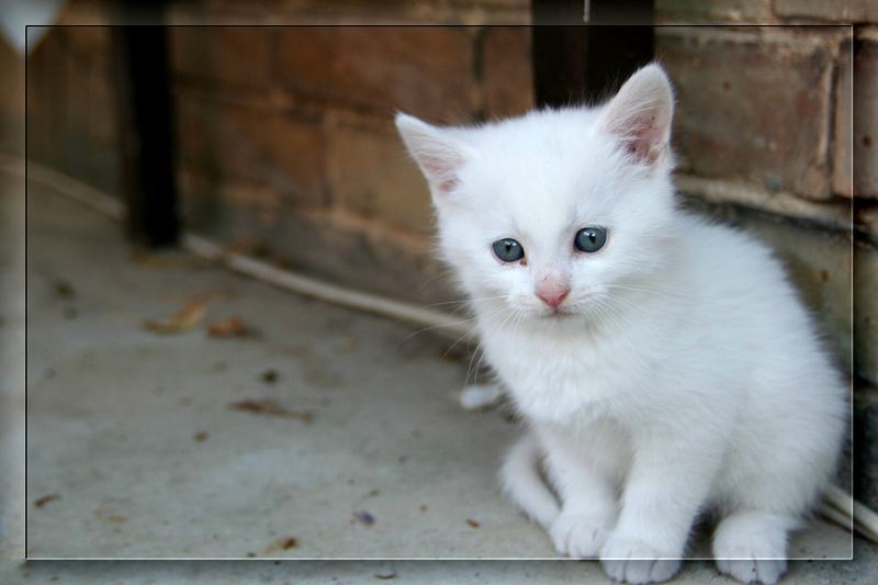 die kleine bauernhof katze.