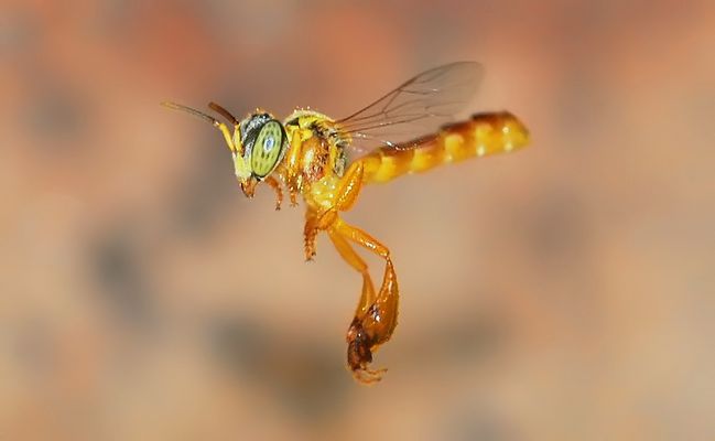 Die kleine Biene ganz gross