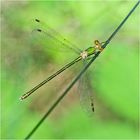 Die Kleine Binsenjugfer (Lestes virens) . . . 