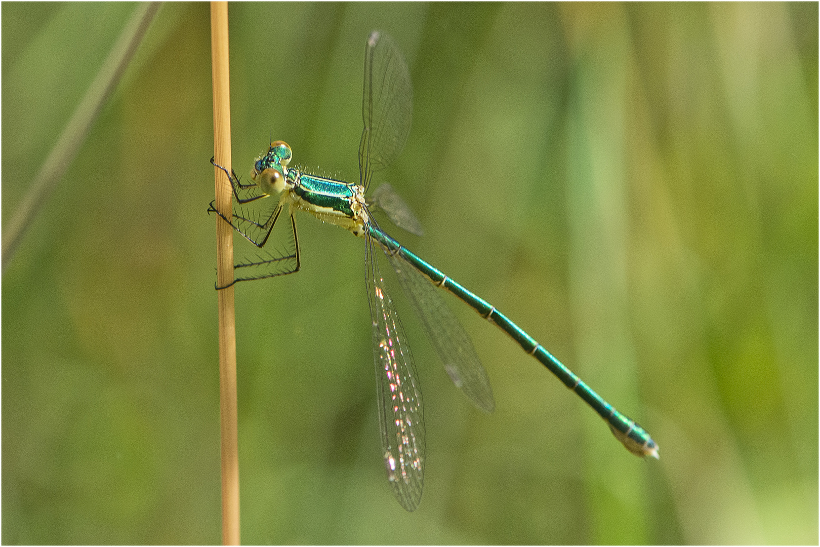 Die Kleine Binsenjungfer (Lestes virens) . . .