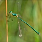 Die Kleine Binsenjungfer (Lestes virens) . . .