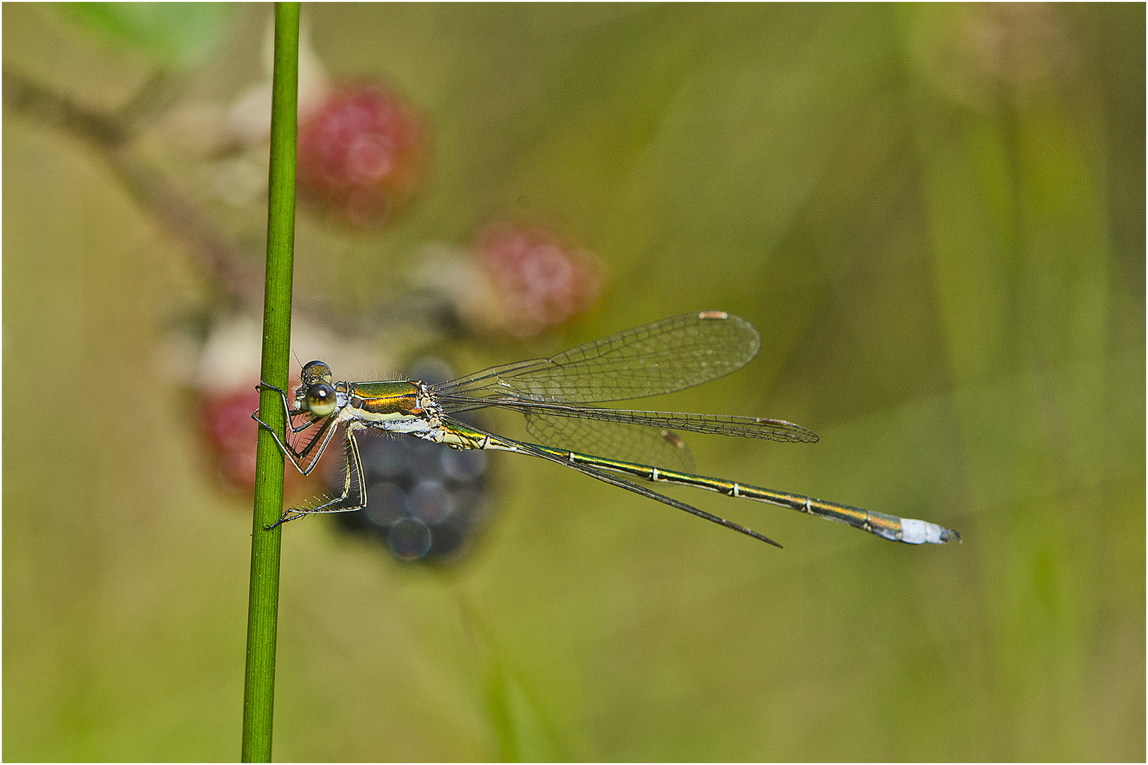 Die Kleine Binsenjungfer (Lestes virens) . . .