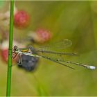 Die Kleine Binsenjungfer (Lestes virens) . . .