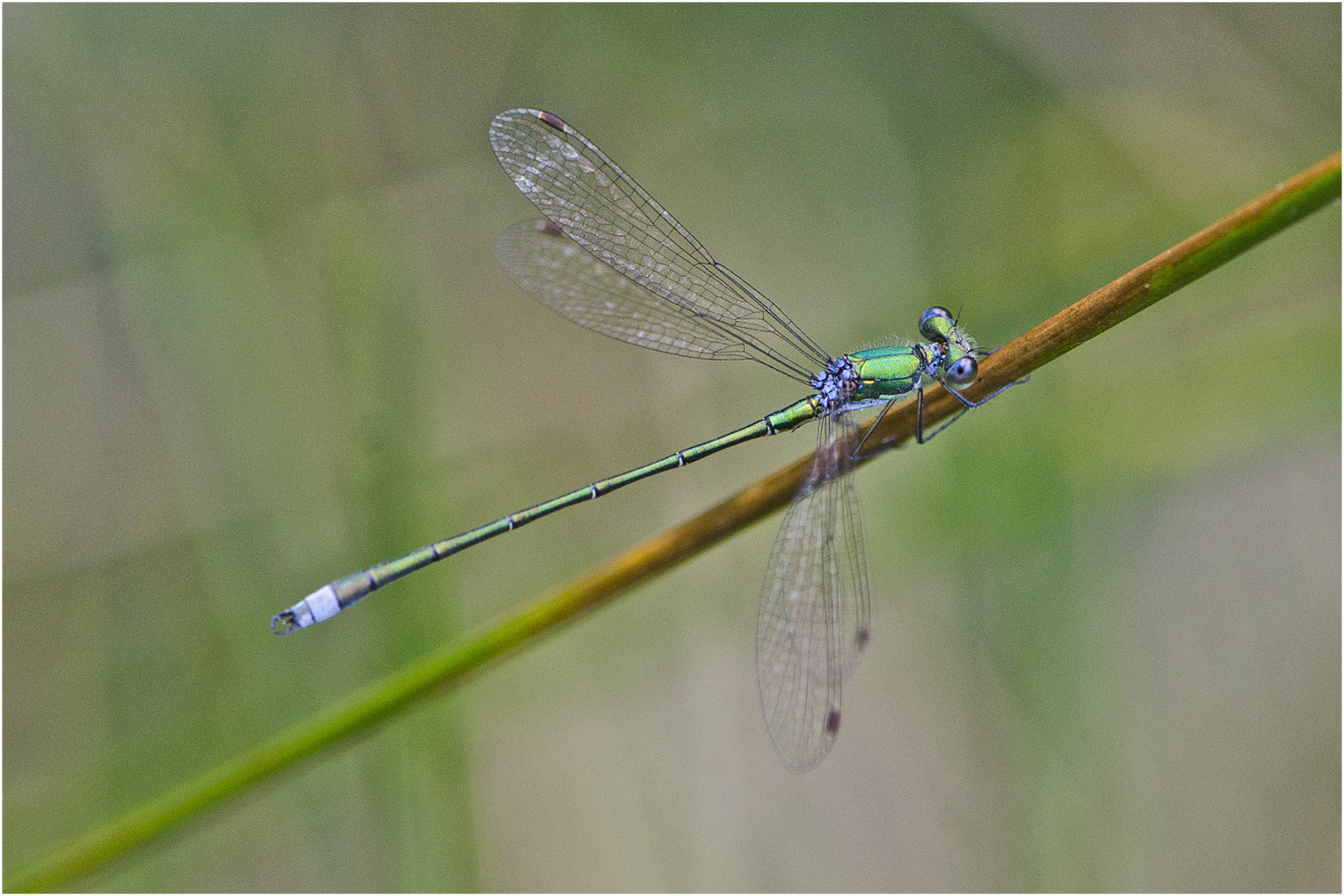 Die Kleine Binsenjungfer (Lestes virens) . . .