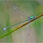 Die Kleine Binsenjungfer (Lestes virens) . . .