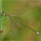 Die Kleine Binsenjungfer (Lestes virens) . . .