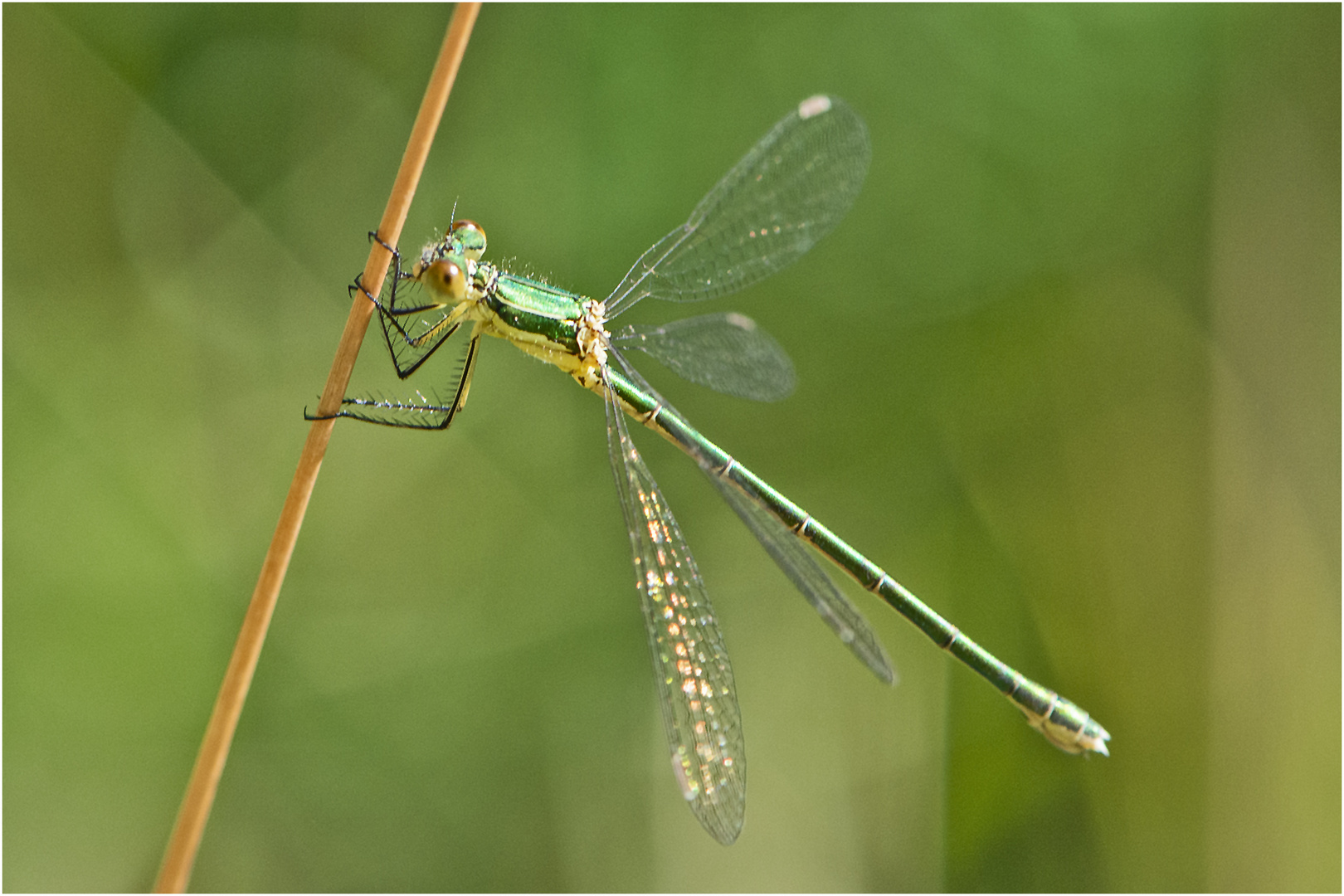 Die Kleine Binsenjungfer (Lestes virens) . . .