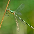 Die Kleine Binsenjungfer (Lestes virens) . . .