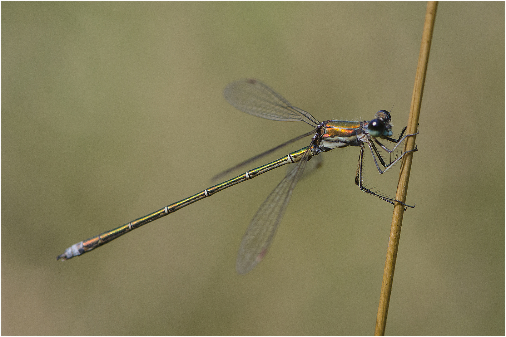 Die Kleine Binsenjungfer (Lestes virens) . . .