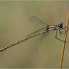 Die Kleine Binsenjungfer (Lestes virens) . . .