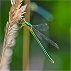 Die Kleine Binsenjungfer (Lestes virens) hing an . . .