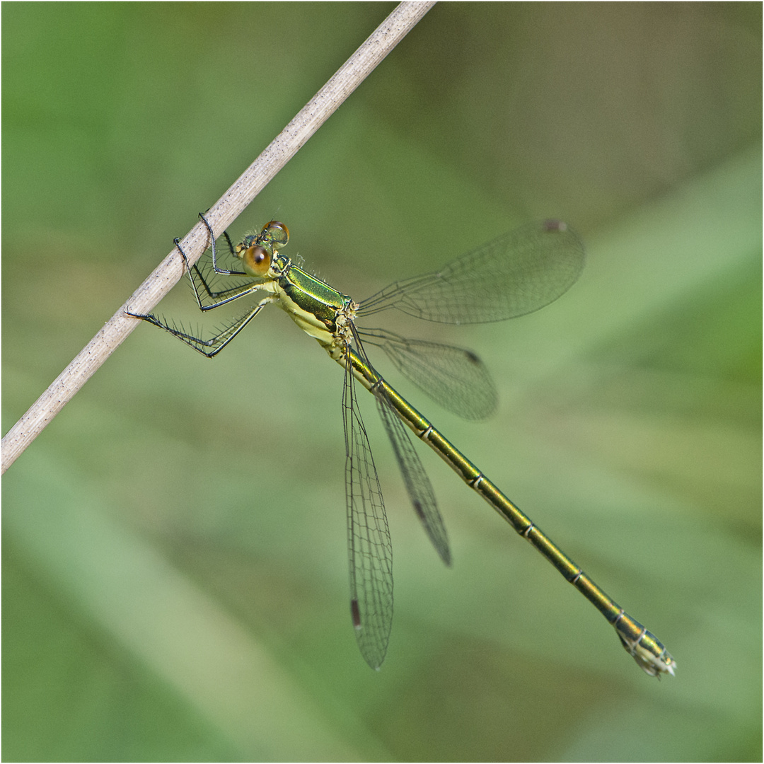 Die Kleine Binsenjungfer (Lestes virens) wirkt hier . . .