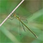 Die Kleine Binsenjungfer (Lestes virens) wirkt hier . . .