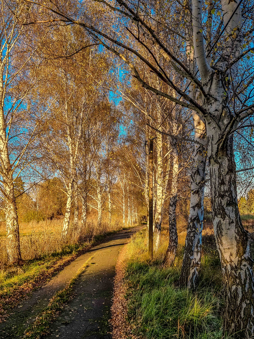 Die kleine Birkenallee im Licht der untergehenden Sonne