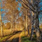 Die kleine Birkenallee im Licht der untergehenden Sonne