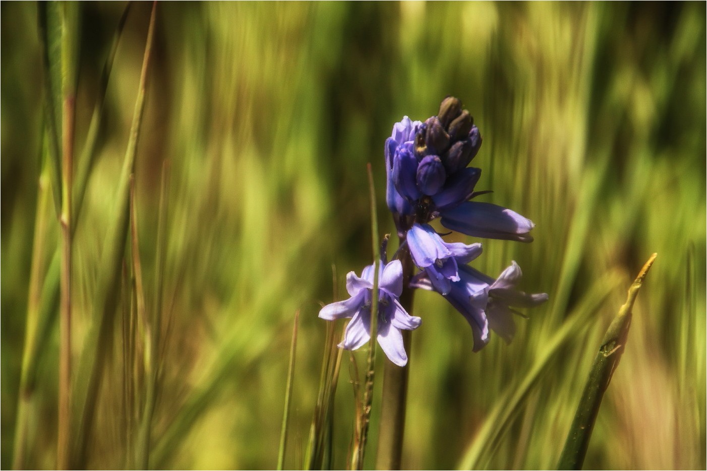 Die kleine Blaue