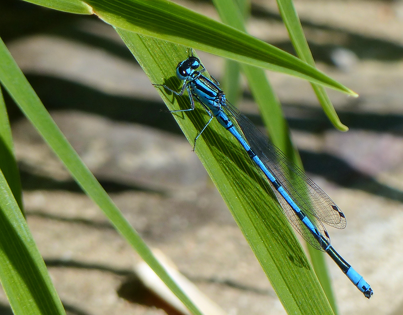 Die kleine Blaue