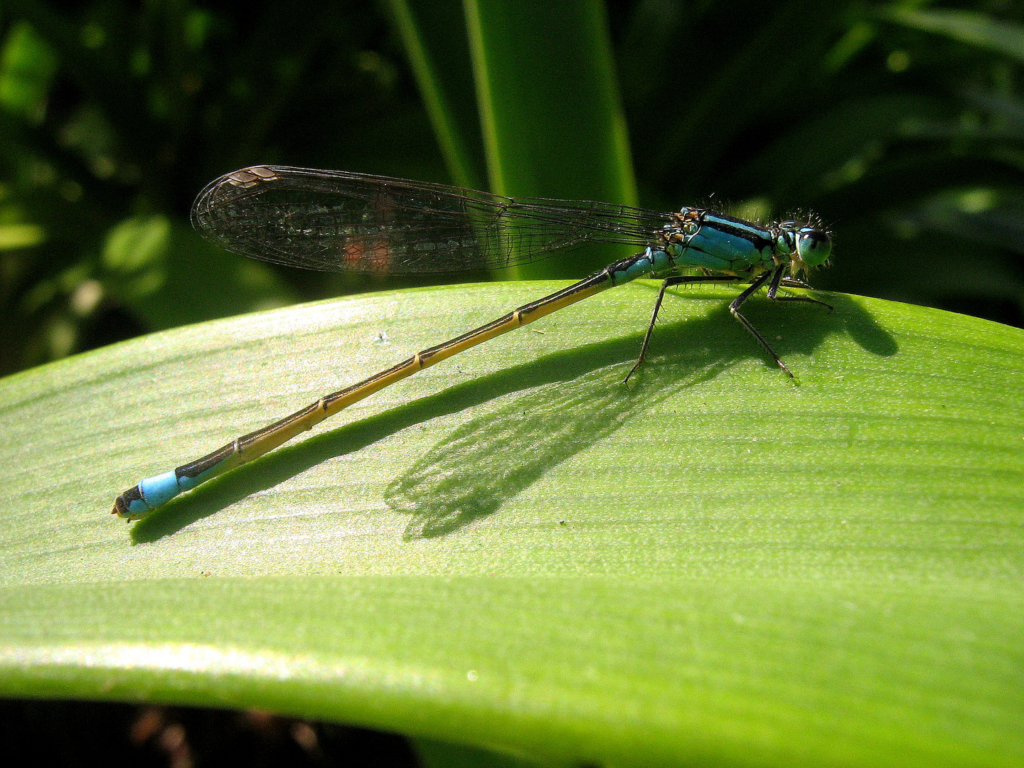 Die kleine blaue