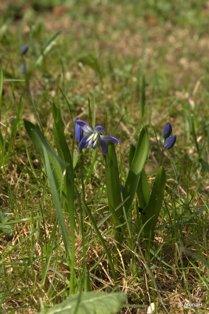 Die kleine blaue