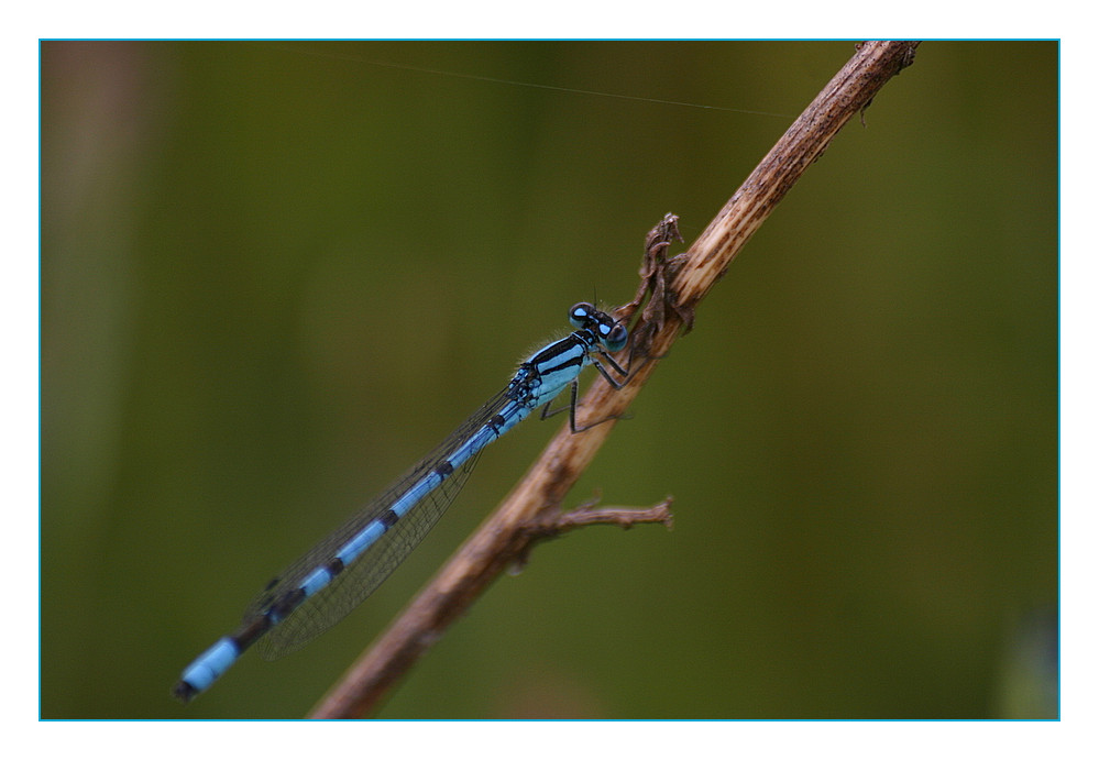 Die kleine Blaue auf dem Ast