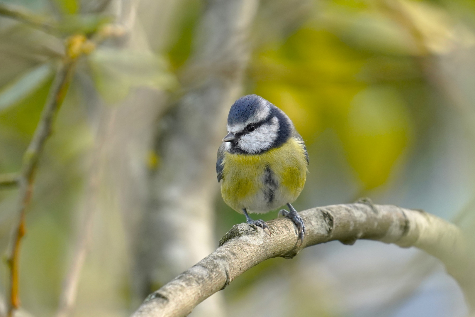 Die kleine Blaue