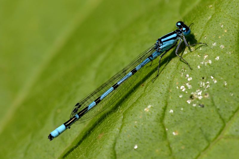 Die Kleine blaue