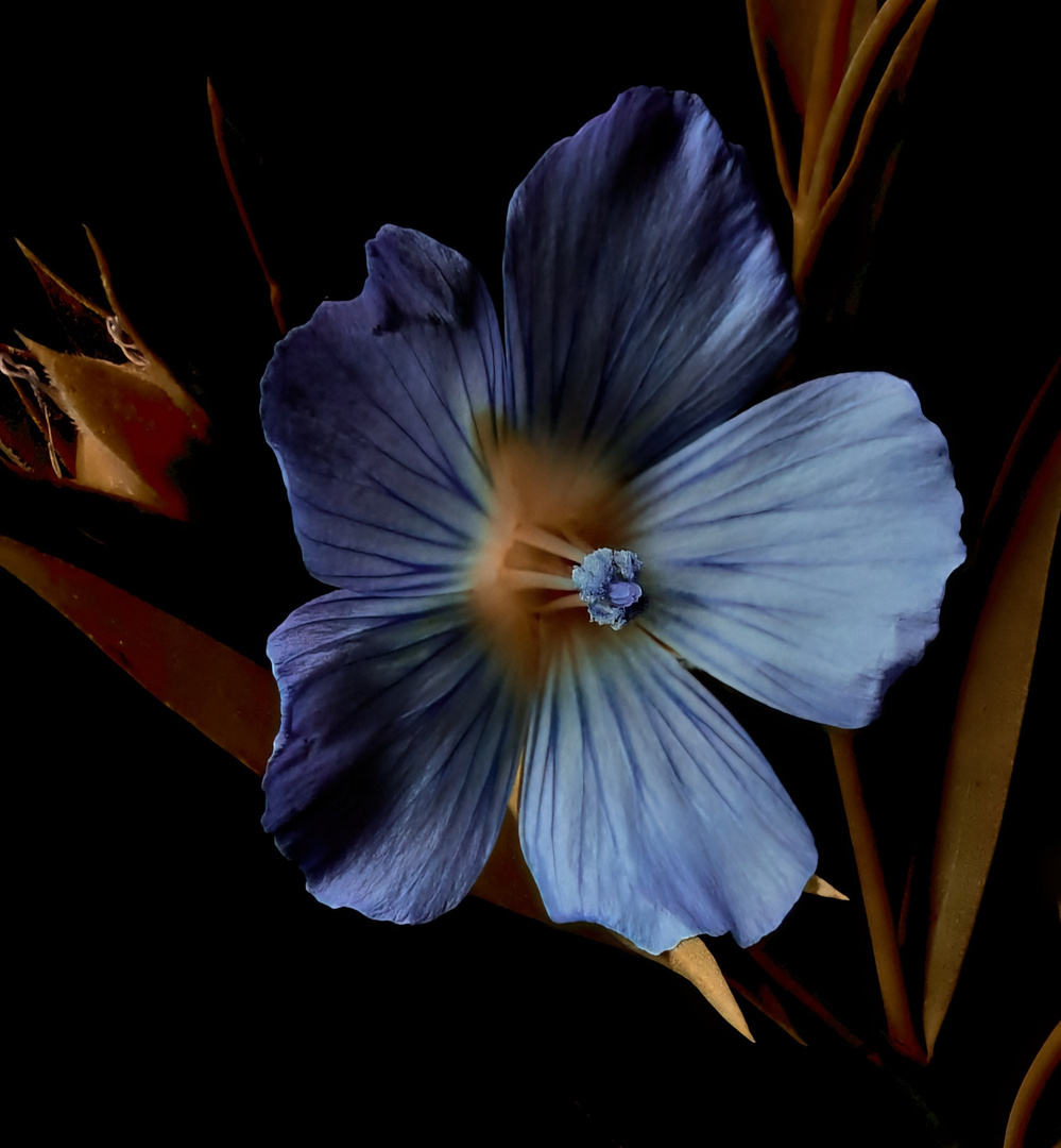 Die kleine Blaue im Blumenkasten...