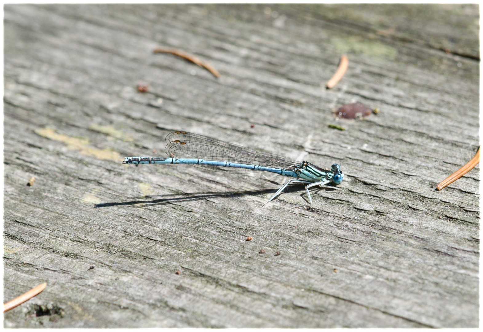 Die kleine blaue Libelle ..