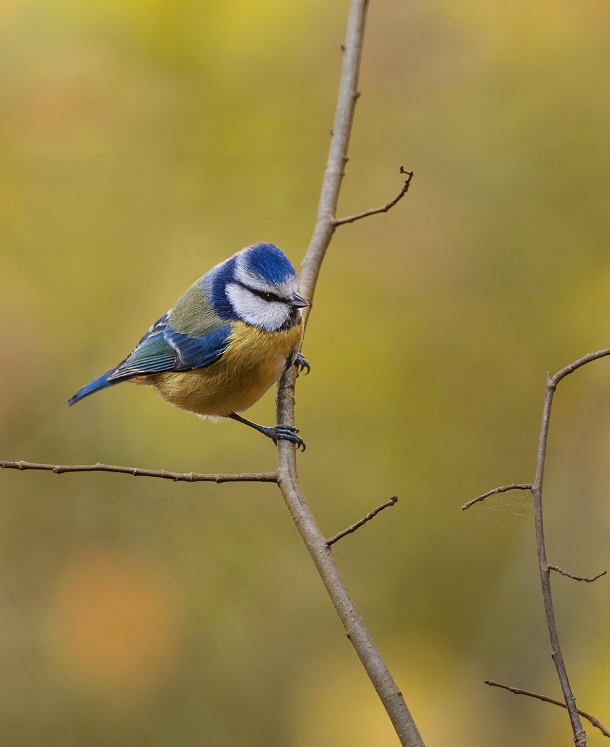 Die kleine Blaumeise