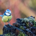 Die kleine Blaumeise