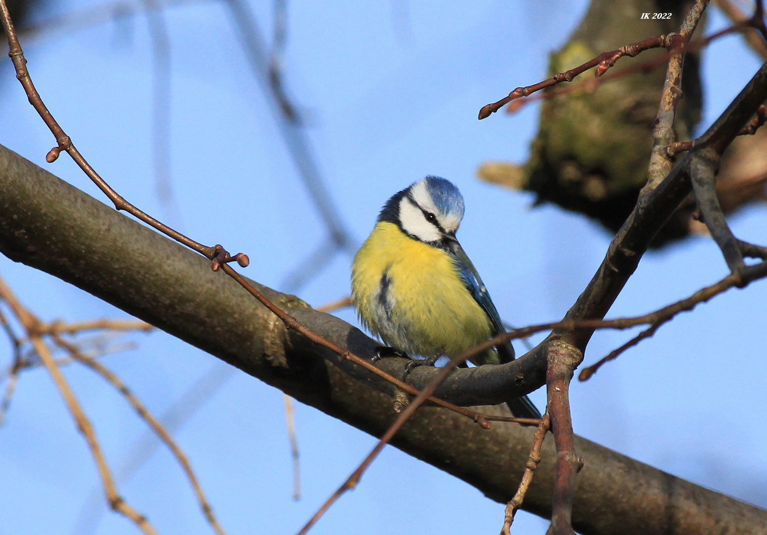 die kleine Blaumeise....