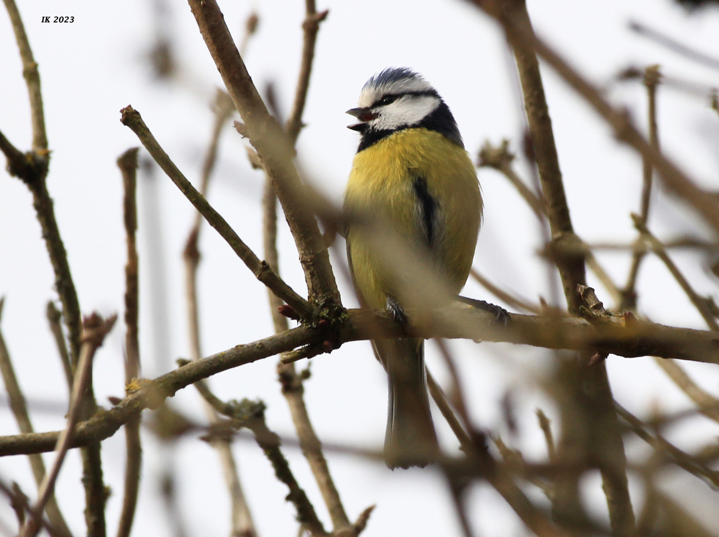 Die kleine Blaumeise...... Foto & Bild tiere, wildlife, wild lebende