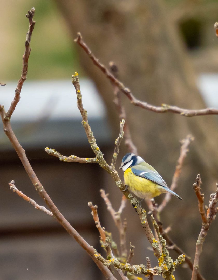 Die kleine Blaumeise