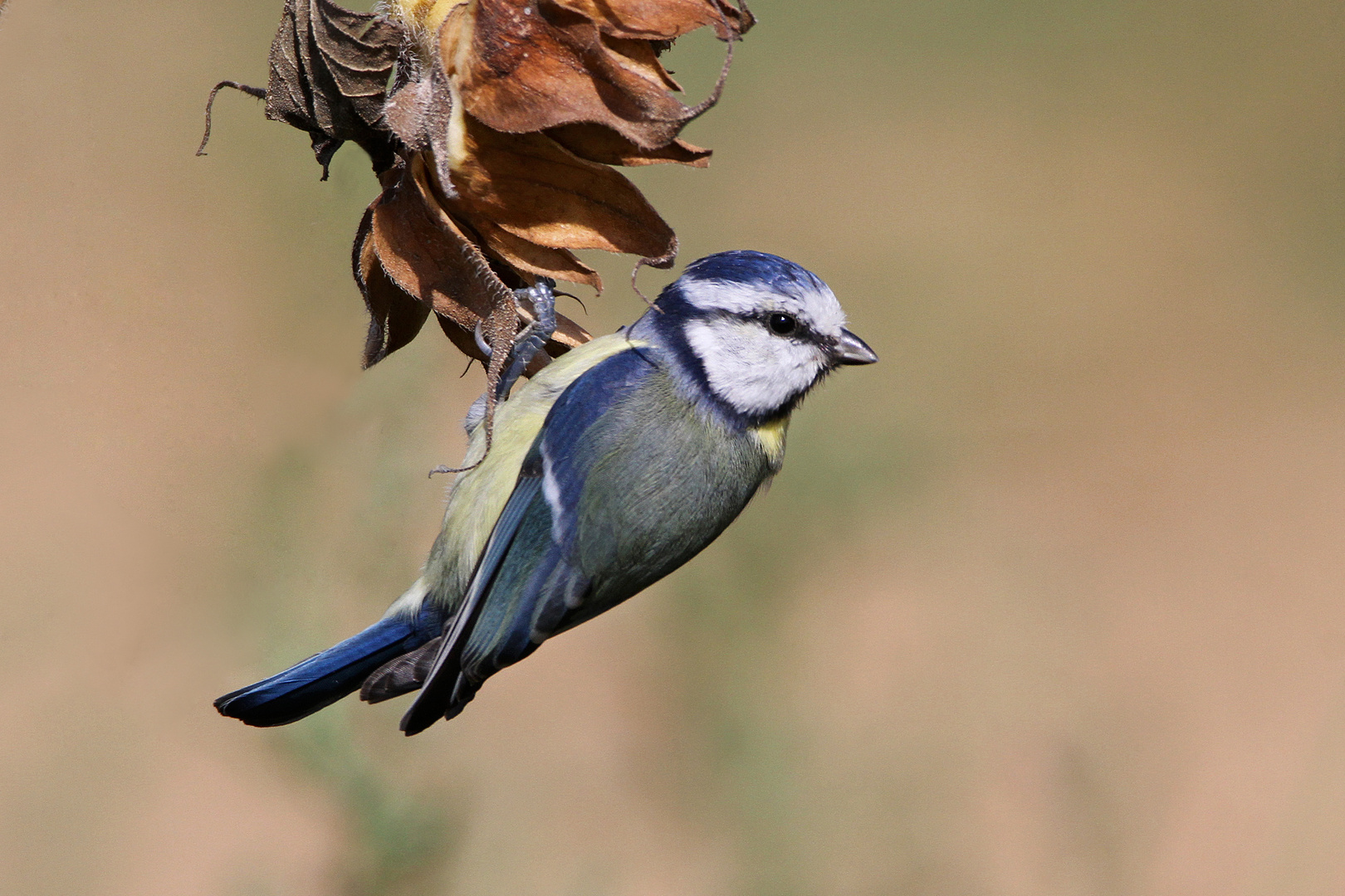 die kleine Blaumeise