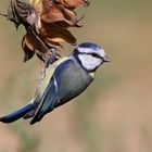 die kleine Blaumeise