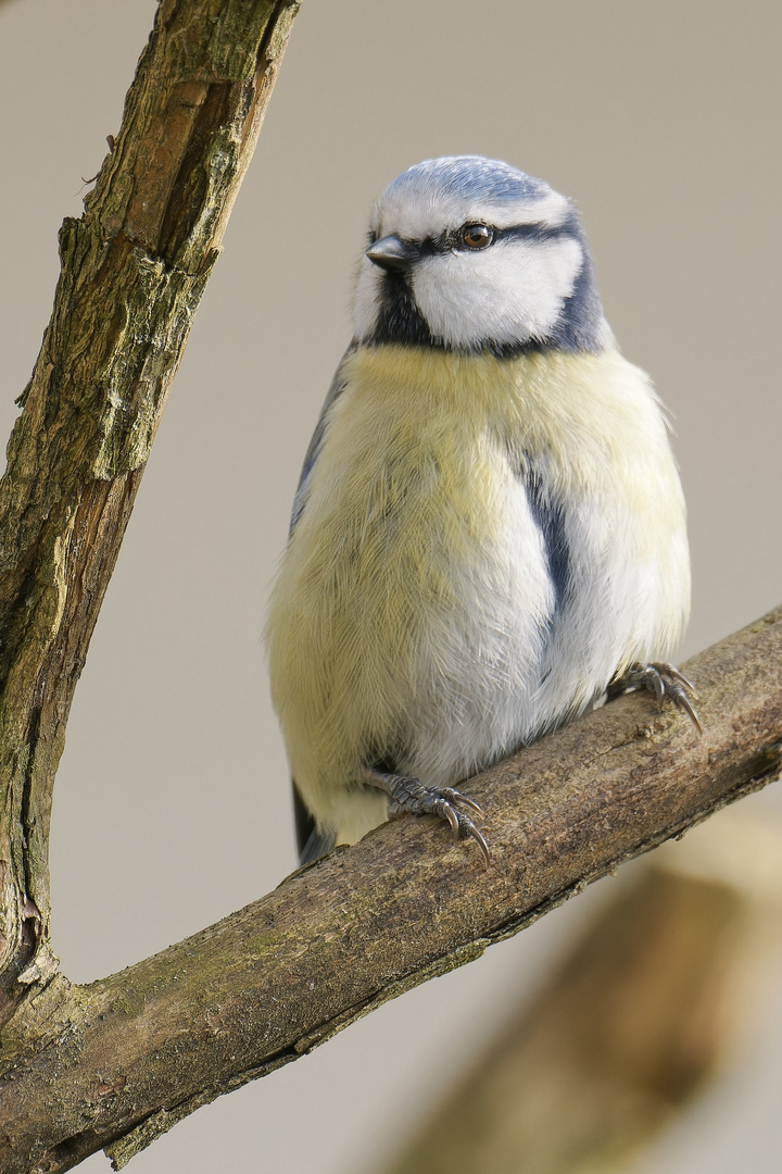 Die kleine Blaumeise hat voll den Durchblick