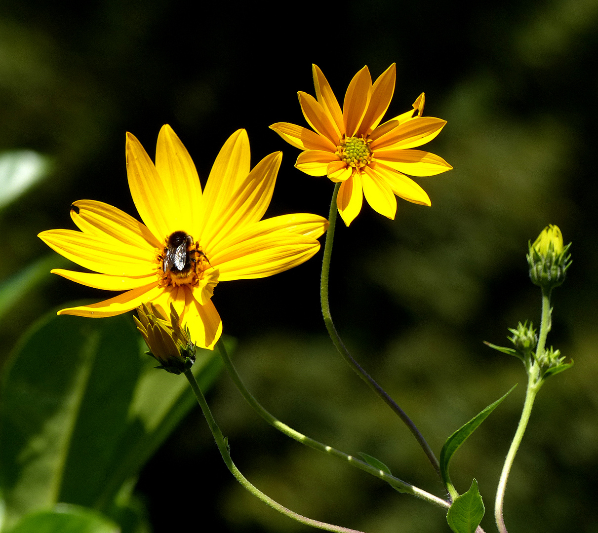 Die kleine Blüte finde ich am Schönsten.