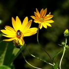 Die kleine Blüte finde ich am Schönsten.